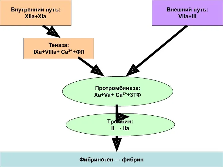 Внутренний путь: XIIa+XIa Внешний путь: VIIa+III Теназа: IXa+VIIIa+ Ca2++ФЛ Протромбиназа: