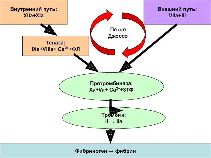 Внутренний путь: XIIa+XIa Внешний путь: VIIa+III Теназа: IXa+VIIIa+ Ca2++ФЛ Протромбиназа: