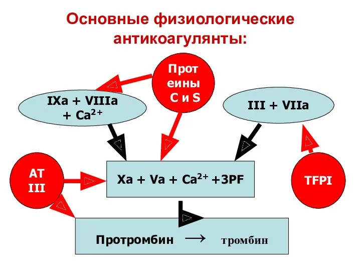 Основные физиологические антикоагулянты: Xa + Va + Ca2+ +3PF Протромбин