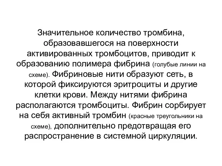 Значительное количество тромбина, образовавшегося на поверхности активированных тромбоцитов, приводит к