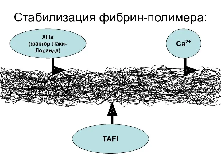 Стабилизация фибрин-полимера: XIIIa (фактор Лаки-Лоранда) TAFI Ca2+