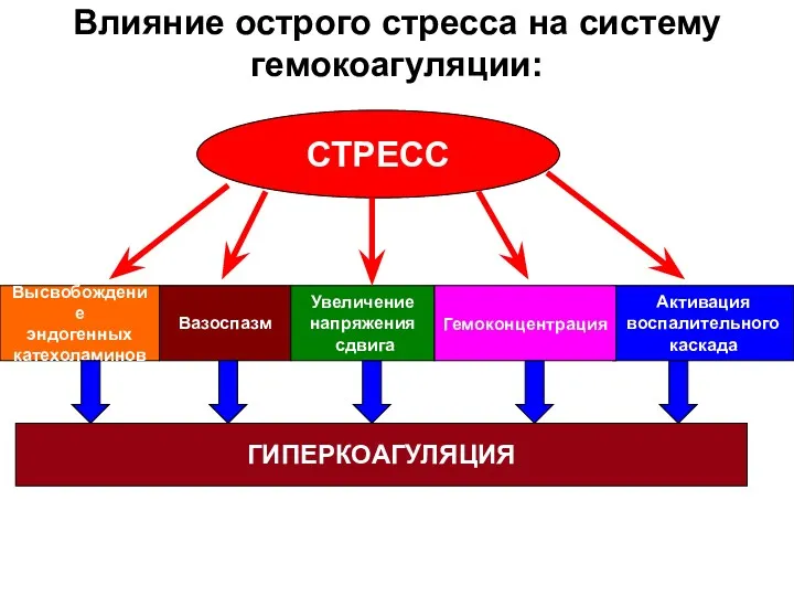 Влияние острого стресса на систему гемокоагуляции: СТРЕСС Высвобождение эндогенных катехоламинов