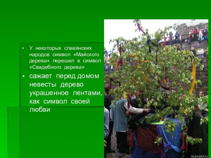 У некоторых славянских народов символ «Майского дерева» перешел в символ «Свадебного дерева» сажает