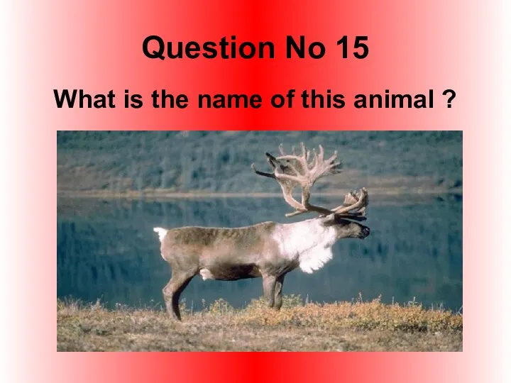 Question No 15 What is the name of this animal ?