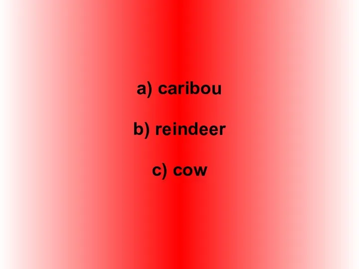 a) caribou b) reindeer c) cow