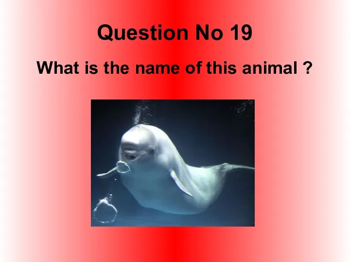 Question No 19 What is the name of this animal ?