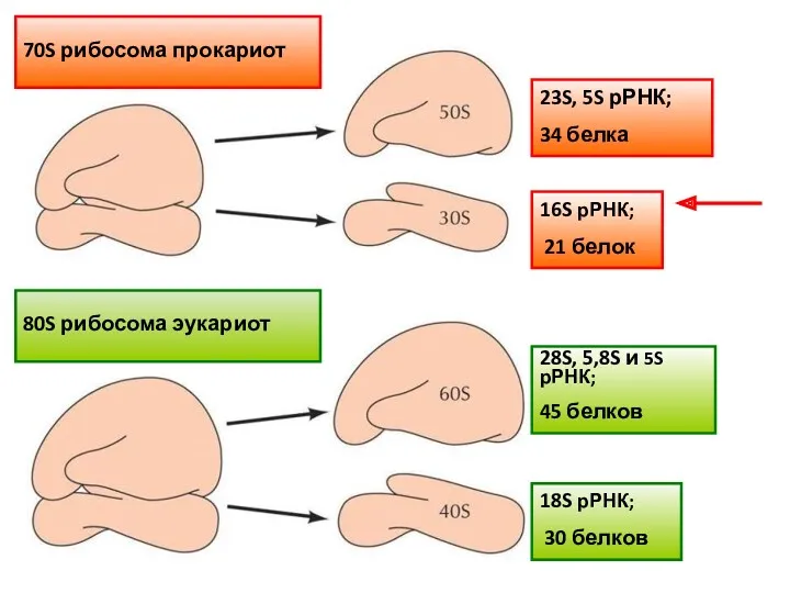 70S рибосома прокариот 80S рибосома эукариот 23S, 5S рРНК; 34 белка 16S рРНК;