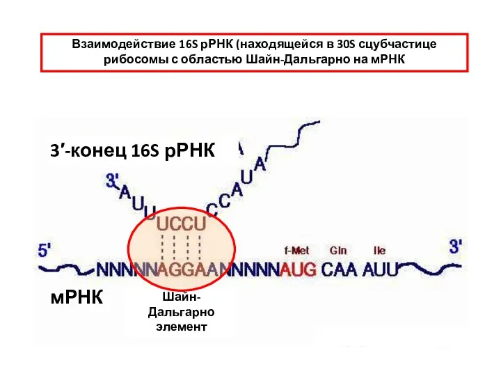 Шайн-Дальгарно элемент 3′-конец 16S рРНК мРНК Взаимодействие 16S рРНК (находящейся в 30S сцубчастице