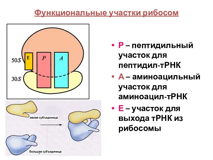 Функциональные участки рибосом Р – пептидильный участок для пептидил-тРНК А – аминоацильный участок