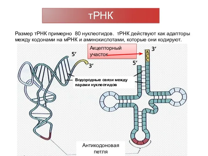 тРНК Размер тРНК примерно 80 нуклеотидов. тРНК действуют как адапторы между кодонами на