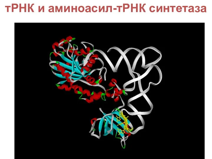 тРНК и аминоасил-тРНК синтетаза