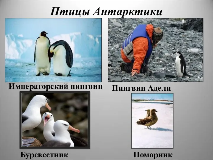 Птицы Антарктики Императорский пингвин Пингвин Адели Буревестник Поморник