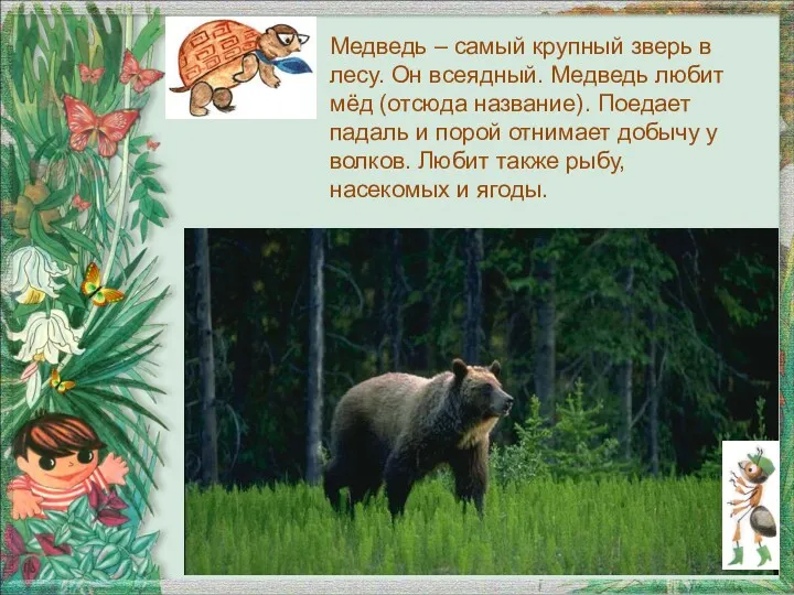 Медведь – самый крупный зверь в лесу. Он всеядный. Медведь