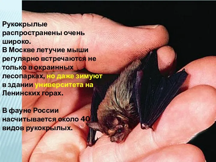 Рукокрылые распространены очень широко. В Москве летучие мыши регулярно встречаются