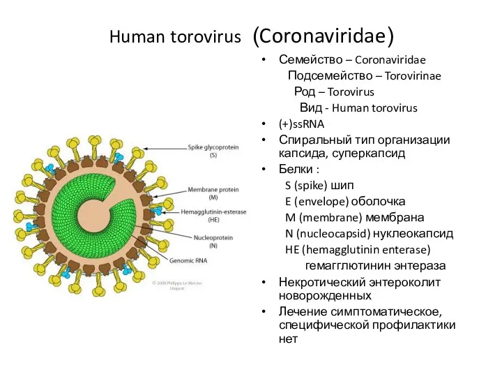 Human torovirus (Coronaviridae) Семейство – Coronaviridae Подсемейство – Torovirinae Род