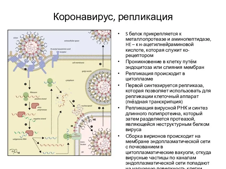 Коронавирус, репликация S белок прикрепляется к металлопротеазе и аминопептидазе, HE