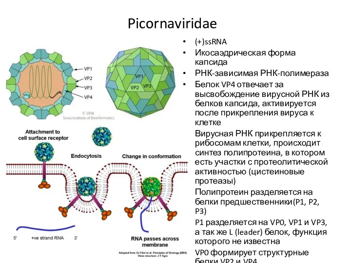 Picornaviridae (+)ssRNA Икосаэдрическая форма капсида РНК-зависимая РНК-полимераза Белок VP4 отвечает