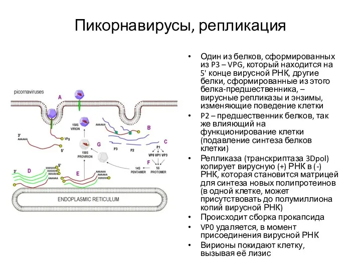 Пикорнавирусы, репликация Один из белков, сформированных из P3 – VPG,