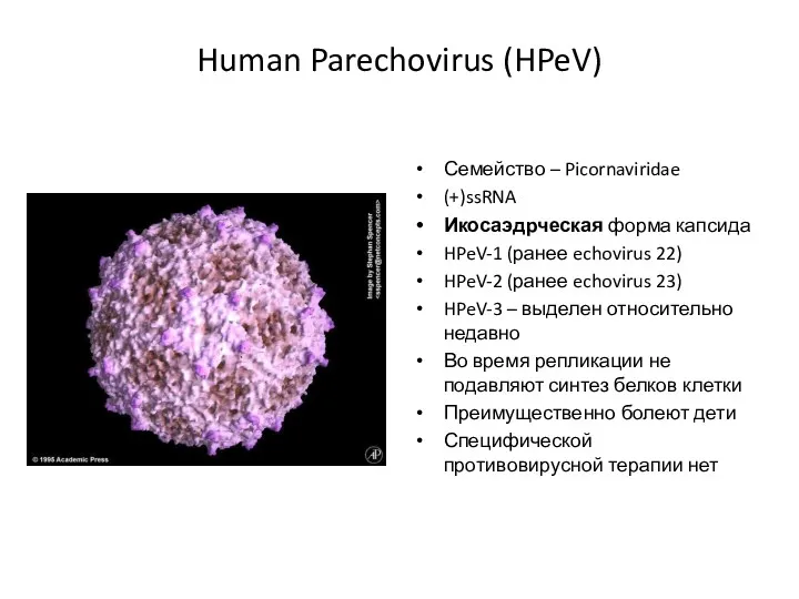 Human Parechovirus (HPeV) Семейство – Picornaviridae (+)ssRNA Икосаэдрческая форма капсида