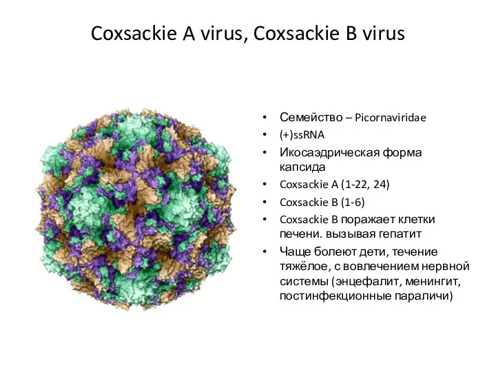 Coxsackie A virus, Coxsackie B virus Семейство – Picornaviridae (+)ssRNA