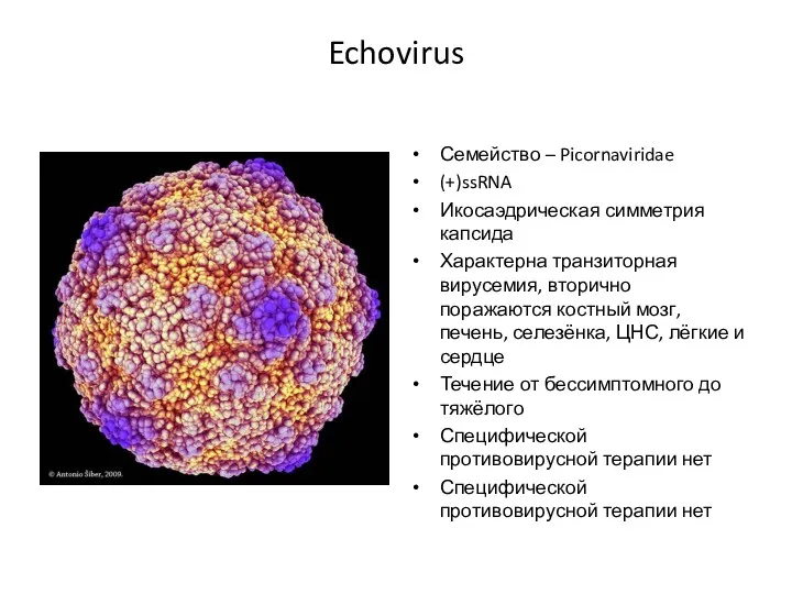 Echovirus Семейство – Picornaviridae (+)ssRNA Икосаэдрическая симметрия капсида Характерна транзиторная