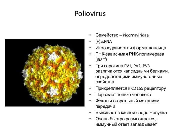 Poliovirus Семейство – Picornaviridae (+)ssRNA Икосаэдрическая форма капсида РНК-зависимая РНК-полимераза