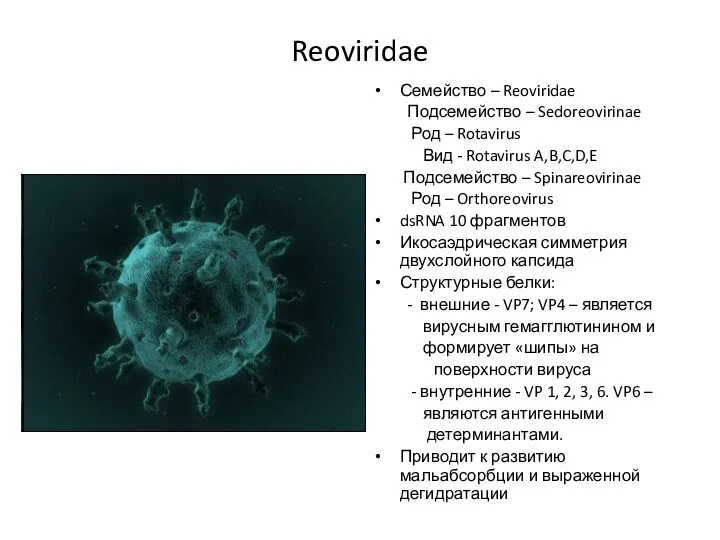 Reoviridae Семейство – Reoviridae Подсемейство – Sedoreovirinae Род – Rotavirus