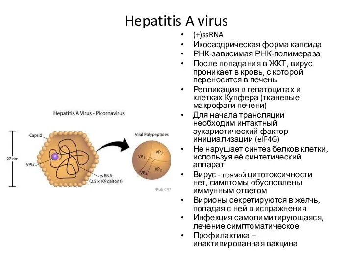 Hepatitis A virus (+)ssRNA Икосаэдрическая форма капсида РНК-зависимая РНК-полимераза После