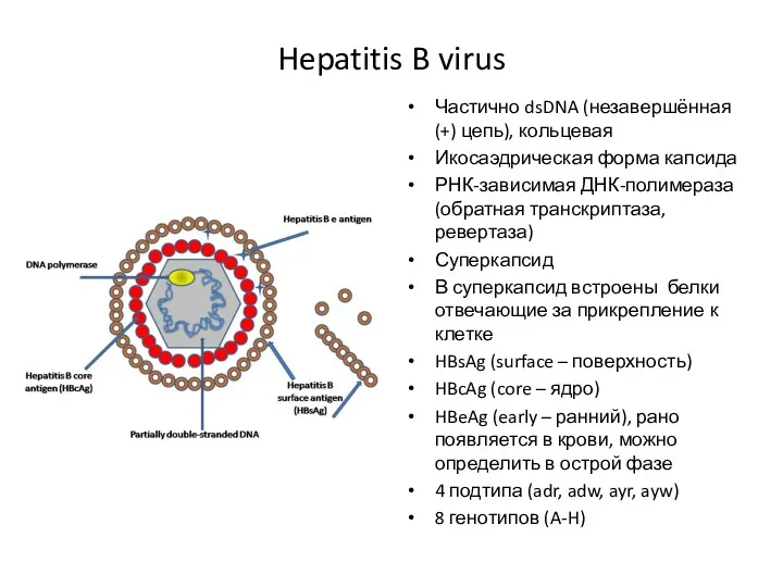 Hepatitis B virus Частично dsDNA (незавершённая (+) цепь), кольцевая Икосаэдрическая