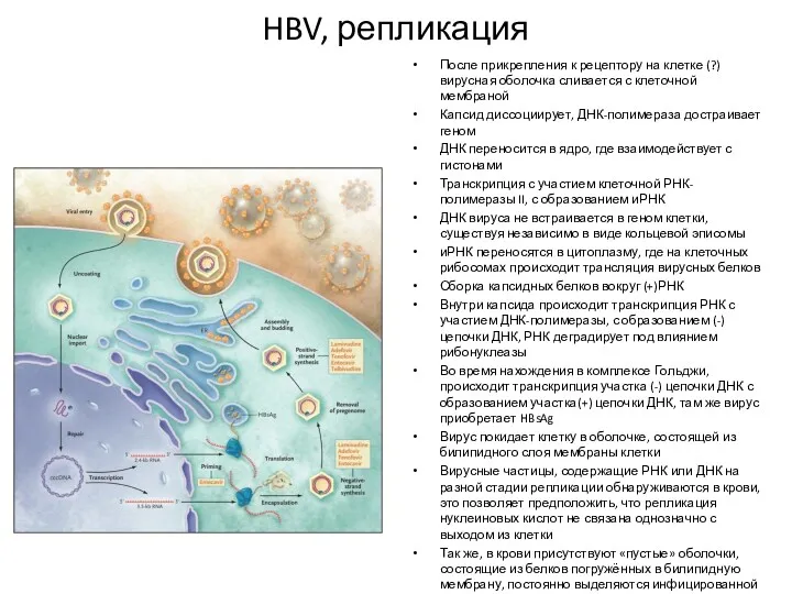 HBV, репликация После прикрепления к рецептору на клетке (?) вирусная