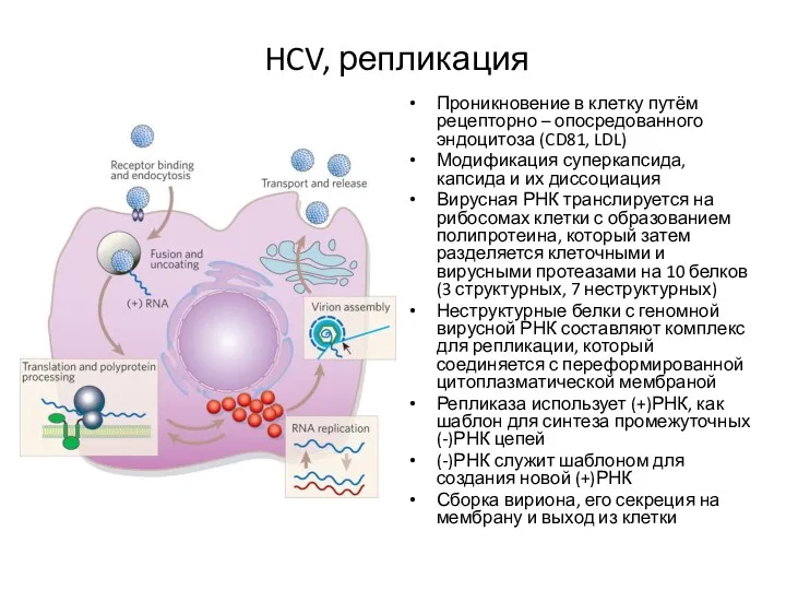 HCV, репликация Проникновение в клетку путём рецепторно – опосредованного эндоцитоза