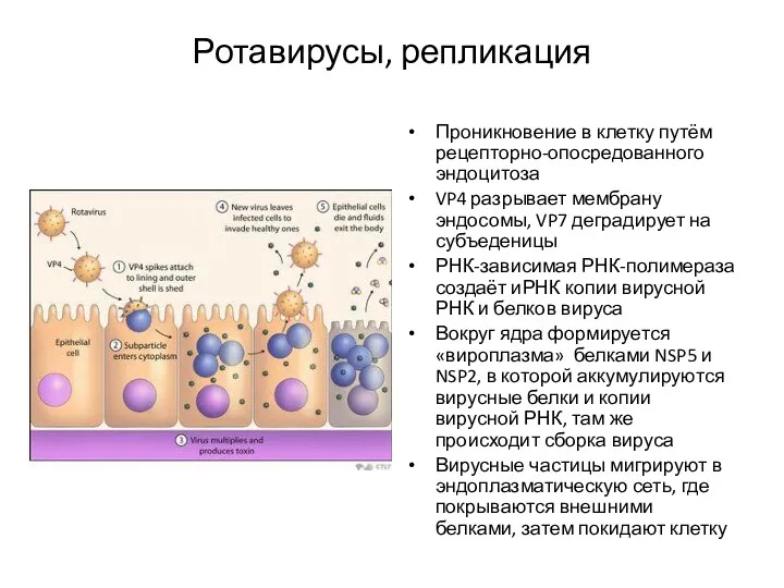 Ротавирусы, репликация Проникновение в клетку путём рецепторно-опосредованного эндоцитоза VP4 разрывает