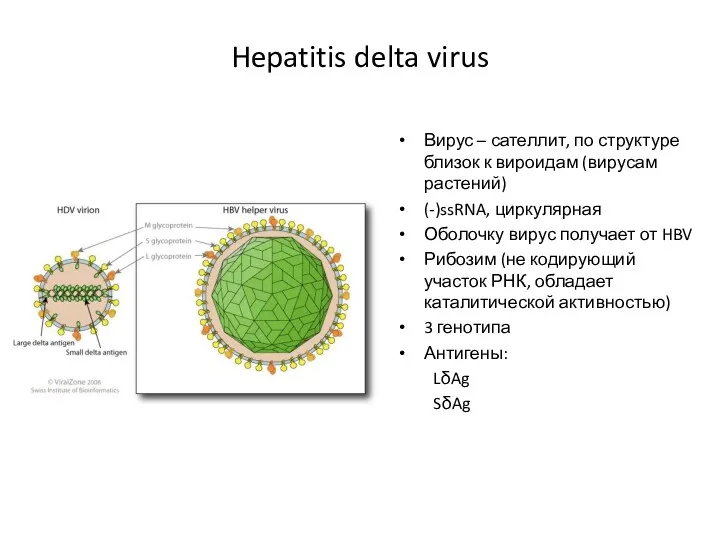 Hepatitis delta virus Вирус – сателлит, по структуре близок к