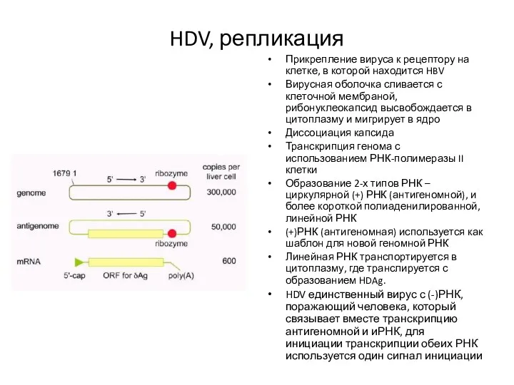 HDV, репликация Прикрепление вируса к рецептору на клетке, в которой