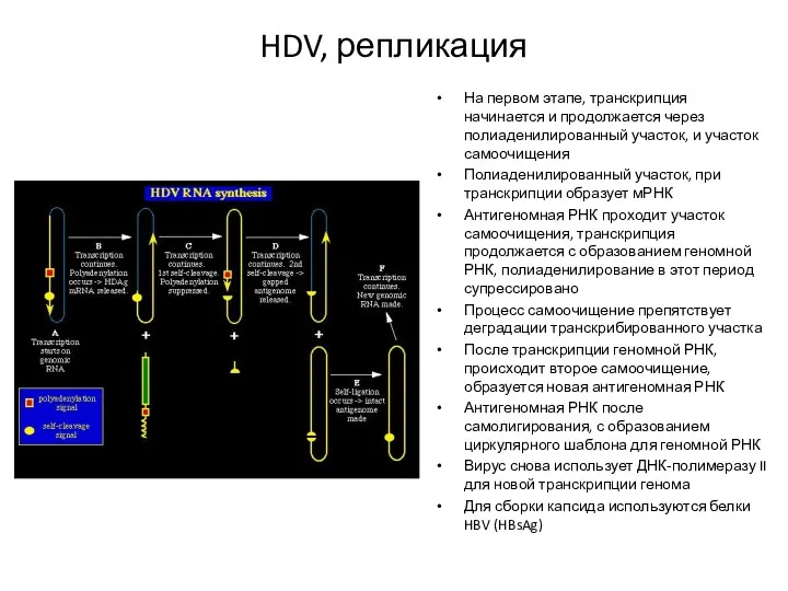 HDV, репликация На первом этапе, транскрипция начинается и продолжается через