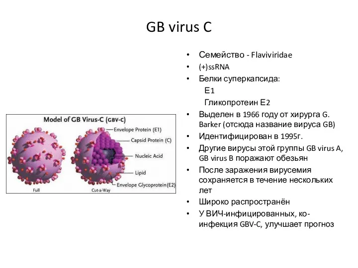 GB virus C Семейство - Flaviviridae (+)ssRNA Белки суперкапсида: Е1