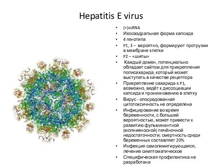 Hepatitis E virus (+)ssRNA Икосаэдральная форма капсида 4 генотипа P1,