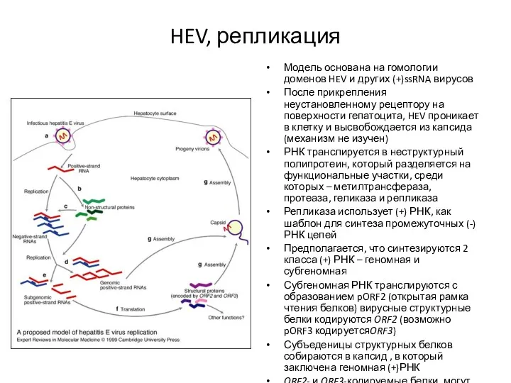 HEV, репликация Модель основана на гомологии доменов HEV и других