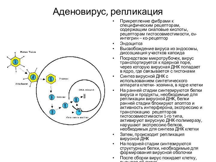 Аденовирус, репликация Прикрепление фибрами к специфическим рецепторам, содержащим сиаловые кислоты,