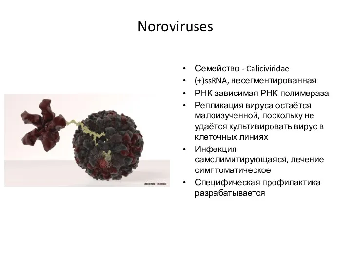 Noroviruses Семейство - Caliciviridae (+)ssRNA, несегментированная РНК-зависимая РНК-полимераза Репликация вируса