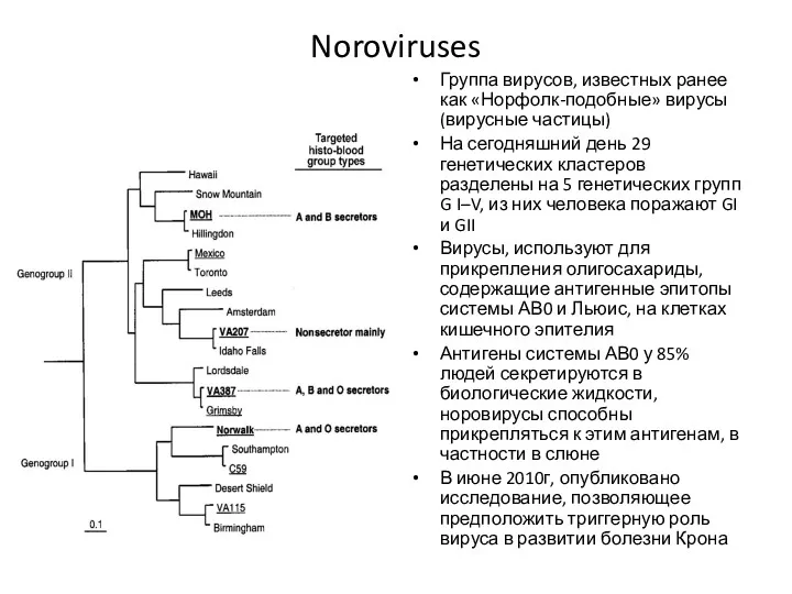 Noroviruses Группа вирусов, известных ранее как «Норфолк-подобные» вирусы (вирусные частицы)