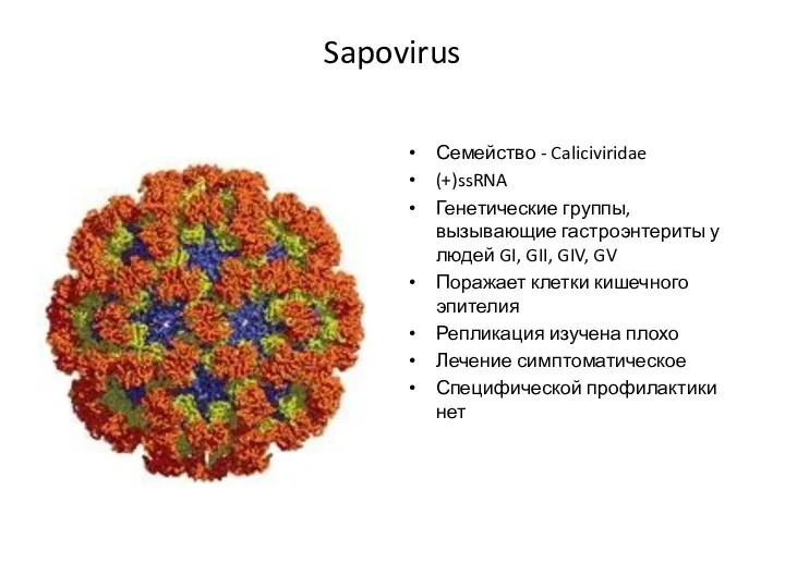 Sapovirus Семейство - Caliciviridae (+)ssRNA Генетические группы, вызывающие гастроэнтериты у