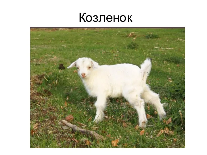 Козленок