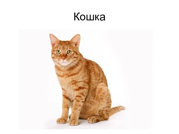 Кошка