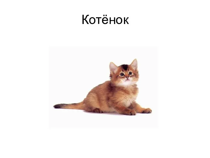 Котёнок