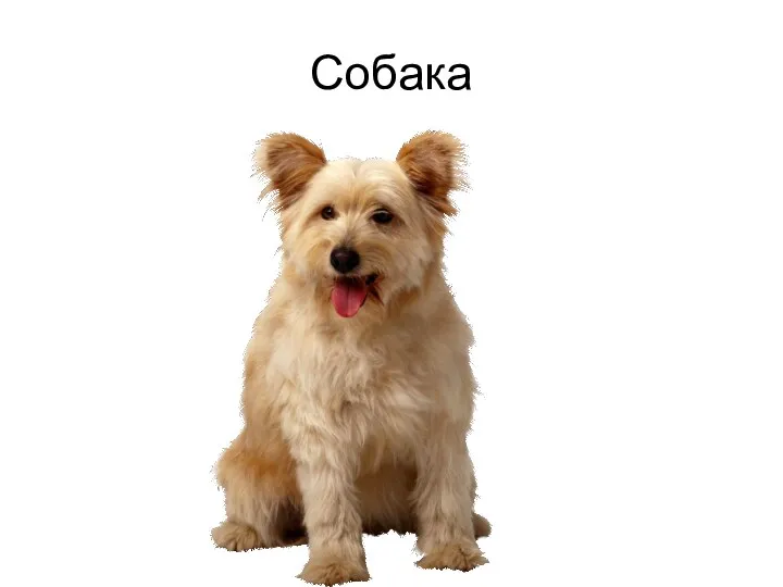 Собака