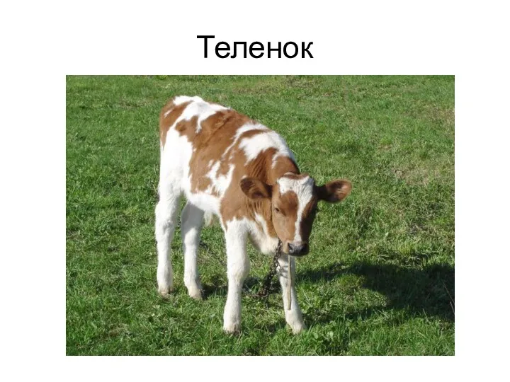 Теленок