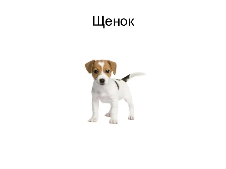 Щенок