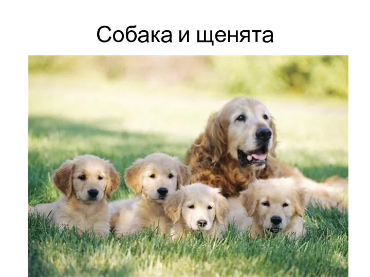 Собака и щенята