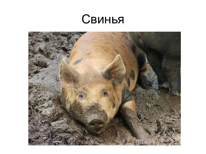 Свинья